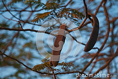 Carob trees Stock Photo