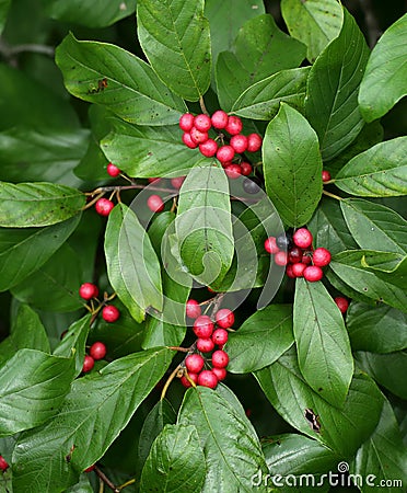 Carolina buckthorn berries and foliage Stock Photo