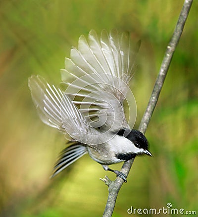 Carolina chickadee Stock Photo