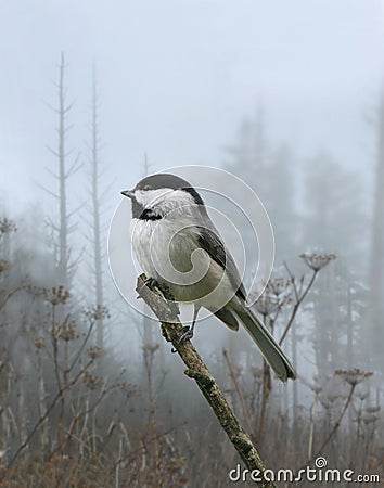 Carolina chickadee Stock Photo