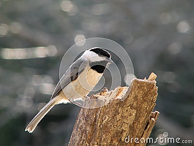 Carolina Chickadee Stock Photo