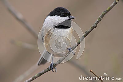 Carolina chickadee Stock Photo