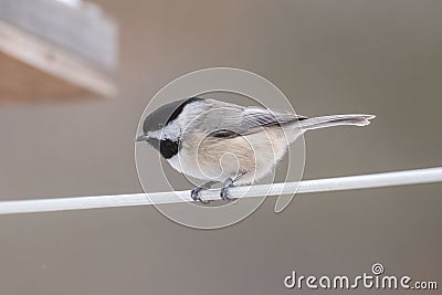 Carolina chickadee perched on a branch with a blurred background Stock Photo