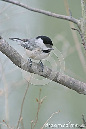 Carolina chickadee, Poecile carolinensis Stock Photo