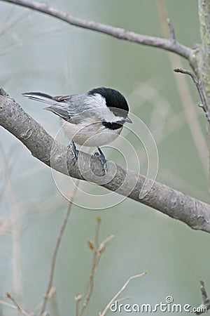 Carolina chickadee, Poecile carolinensis Stock Photo