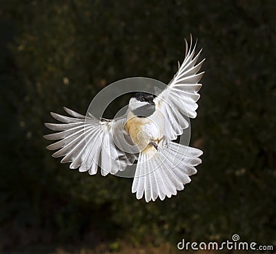 Carolina chickadee (Poecile carolinensis) flying Stock Photo