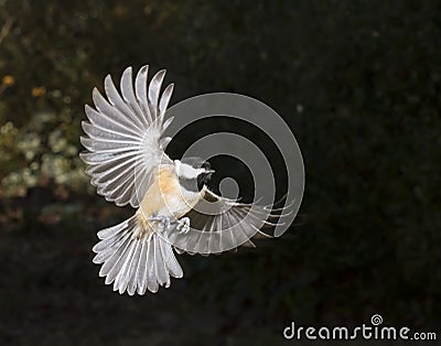 Carolina chickadee (Poecile carolinensis) flying Stock Photo