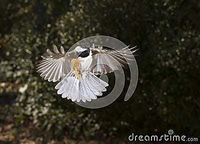 Carolina chickadee (Poecile carolinensis) flying Stock Photo