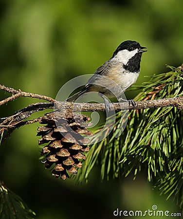 Carolina Chickadee Stock Photo