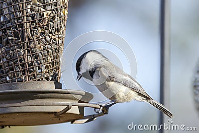 Carolina Chickadee at sunflower bird feeder, Athens, Georgia USA Stock Photo