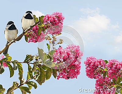 Carolina Chickadees poecile carolinensis in a Blooming Crape Myrtle Tree Stock Photo