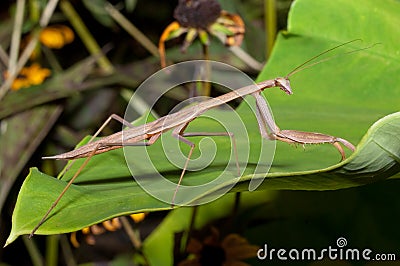 Carolina Praying Mantis (Stagmomantis carolina) Stock Photo