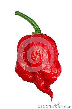 Carolina reaper pepper c. chinense, paths Stock Photo
