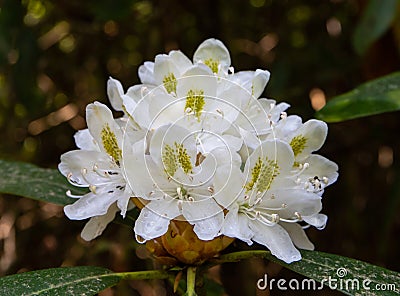 Carolina Rhododendron in filtered sunlight Stock Photo