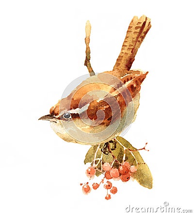 Carolina Wren Bird on the branch with berries Watercolor Illustration Hand Painted Cartoon Illustration