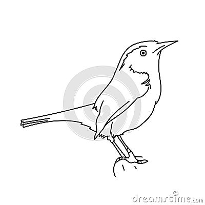 Carolina wren bird vector illustration Vector Illustration