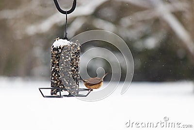 Carolina wren ready to eat some seed from the feeder Stock Photo