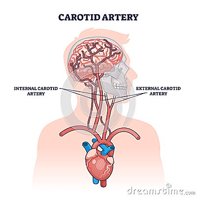 Carotid artery as brain blood supply major vessels outline diagram Vector Illustration