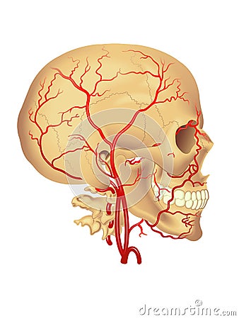 Carotid artery Vector Illustration