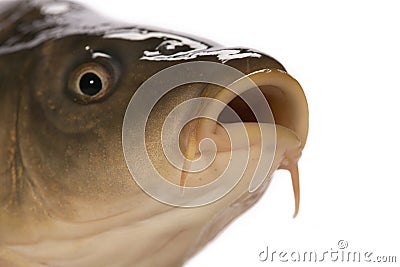 Carp Stock Photo