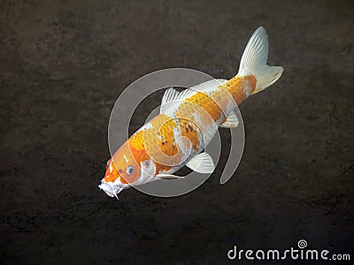 Carp Stock Photo