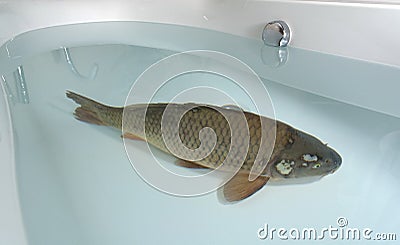 Carp in the bathtub Stock Photo