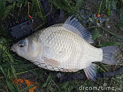 Carp caught feeder fishing technique Stock Photo