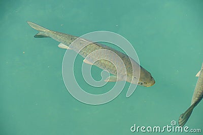 Carp are considered sacred Stock Photo