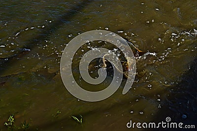 Carp feeding in Flood Overflow, Canyon, Texas. Stock Photo