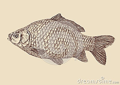 Carp fish drawing vector illustration Vector Illustration