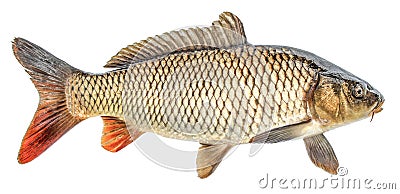 Carp fish isolated. Side view, Isolated Stock Photo