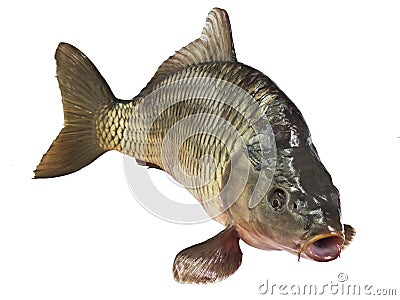 Carp fish Isolated Stock Photo