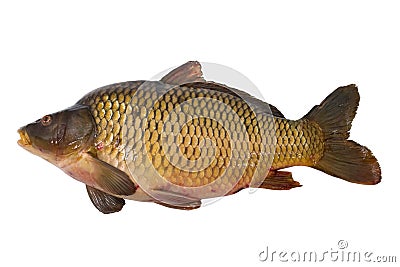 Carp fish Stock Photo