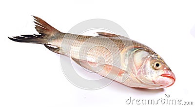 A carp fish on a white background. Stock Photo