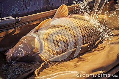 Carp fishing, angling, fish catching, capture Stock Photo