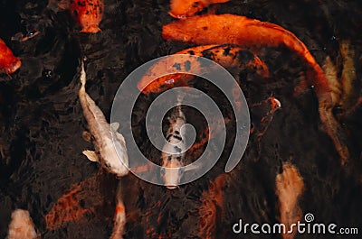 CARP fishs Stock Photo