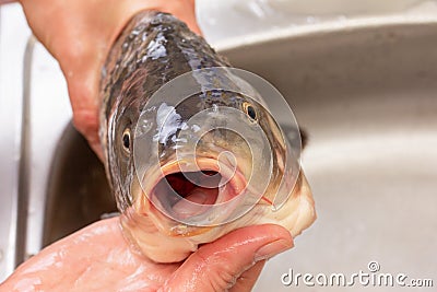 Carp food cooking and fish crucian cleaning, fishing kitchen Stock Photo