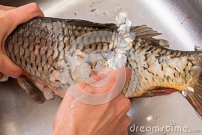 Carp food cooking and fish crucian cleaning, seafood Stock Photo