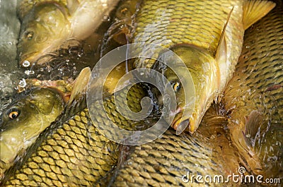 Head mirror carp and a few more fish close up, fishing, farm Stock Photo