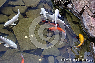 Carp in pond, colorful fish, asia beautiful Stock Photo