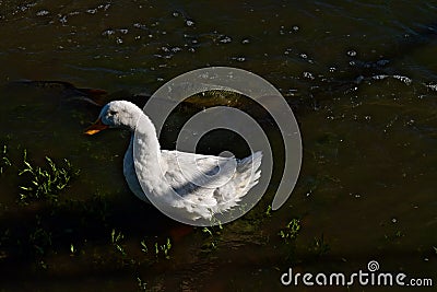 Carp and tame Pekin White Duck feeding in Flood Overflow, Canyon, Texas. Stock Photo