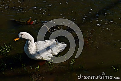 Carp and tame Pekin White Duck feeding in Flood Overflow, Canyon, Texas. Stock Photo