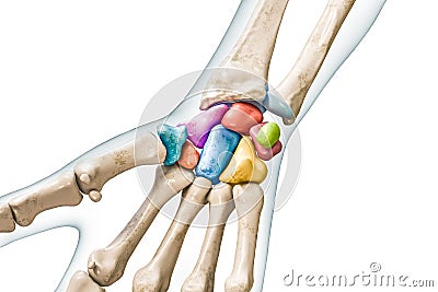 Carpal bone labeled with colors with body 3D rendering illustration isolated on white with copy space. Human skeleton, hand and Cartoon Illustration