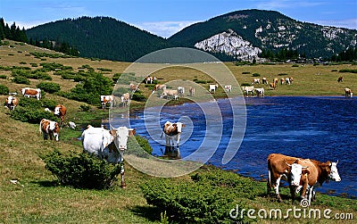 Carpathian moments Stock Photo