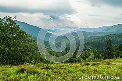 Carpathian mountains and forest. Stock Photo