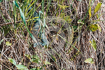 Carpathian viper hunts in disguise in the green grass. A poisonous black snake hides in the steppes of Ukraine Stock Photo