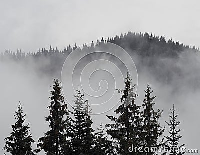 Carpatian mountains fog and mist at the pine forest Stock Photo