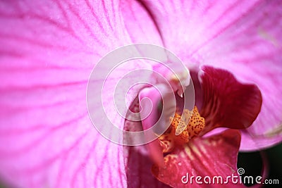 Carpel orchild tropical flowers Stock Photo