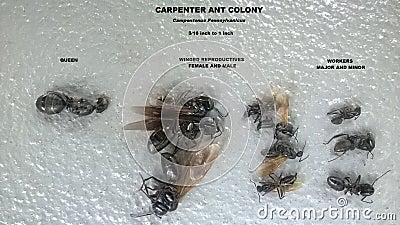 Carpenter Ant Colony Stock Photo