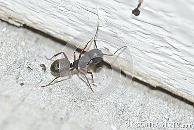 Carpenter Ant Stock Photo